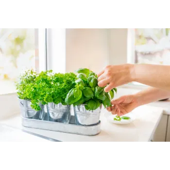 Herbal Plant 